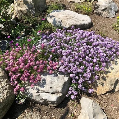 Holiday home Bellagio Bellavista Di Betty *